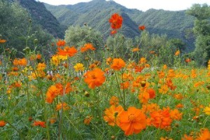 花开代表兄妹情（以花为媒，见证兄妹之爱）