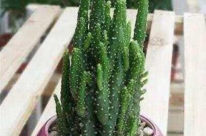 摇钱树修剪的技巧与方法（打造茂盛的摇钱树庭院，享受财富与繁荣的美好生活）