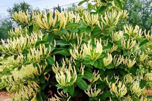 金银花是多年生还是一年生？解答谜团（金银花生命周期、种植技巧、养护方法详解）