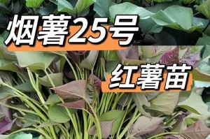 如何应对红薯苗叶子发黄的问题（红薯苗叶子发黄的原因及治疗方法）