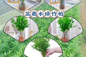 水竹养殖指南（从选种到养护，助你轻松培育出茁壮的水竹）