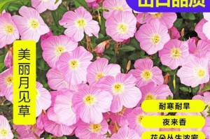 美丽月见草——一款多年生的养生佳品（从生长特点到营养价值全方位解读）