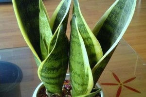 家里也能种虎皮兰！（打造家居绿植，虎皮兰成为不二之选）