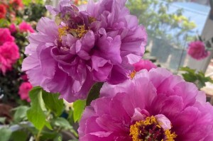 牡丹花开的奥秘（探寻牡丹花开的时机与技巧）