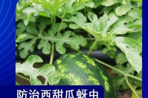甜瓜炭疽病的病因和治疗（从病因到治疗，科学有效防治甜瓜炭疽病）