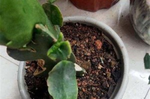 仙人指移栽的技巧与要点（让你的仙人指健康生长的关键）