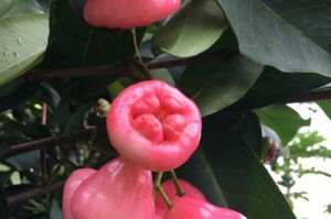 莲雾成熟的季节（寻找莲雾的时光）