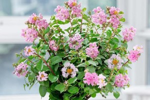 红花开放时间（红花开放月份及关键因素）