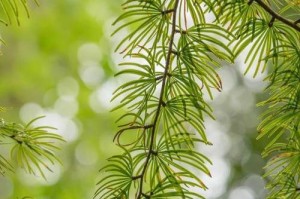 揭秘松树是否为落叶植物（科学家的研究结果揭晓，松树究竟是哪种植物？）