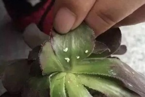 以盆景上旱虫的防治方法（小贴士帮您消灭盆景上的旱虫）