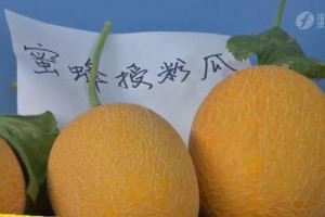 哈密瓜授粉的时间与方法（提高哈密瓜果实质量的关键）