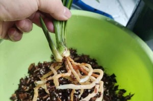 白掌叶尖发黑发黄的原因及解决方法（白掌叶尖褪色怎么办？掌握这些技巧让白掌重新焕发生机！）