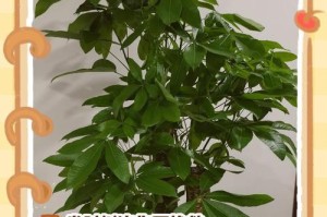 冻伤发财树，应急护理攻略（保护植物生命的关键一步，让你的发财树重现生机）