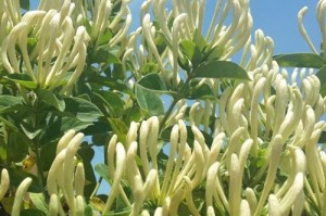 金银花树的养殖技巧（从选择场地到病虫害防治，全面掌握金银花树的养殖秘籍）