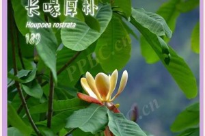 绿色开花植物的盛世之美（探秘自然的璀璨花海，感受生命的跃动）