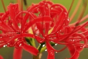花语妖艳——探寻神秘的紫罗兰（探究紫罗兰花语，妖艳之美不可忽视）