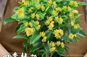 金桂养护指南（让你的金桂绽放美丽的花海）