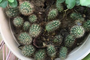 选择适合仙人球的盆（大盆还是小盆？选择不同大小的盆对仙人球的影响）
