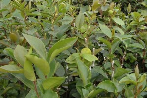 老油茶树不结果的原因及解决方法（为什么老油茶树不结果？如何促进老油茶树结果？）