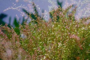 探秘沉水植物世界（从生态环境到人类利用）