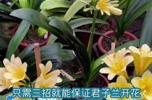 君子兰开花结果时间及注意事项（揭秘君子兰的开花周期和正确护理方法）