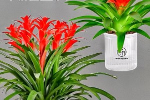 夏天红运当头（打造丰收的绿色世界，迎接夏天的到来）