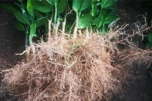 解决植株根系问题的有效方法（提升植株生长的关键——根系健康）