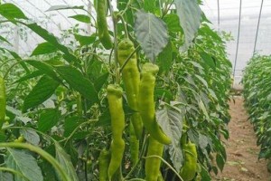 如何为辣椒施肥？（选择合适的肥料让辣椒茁壮成长）