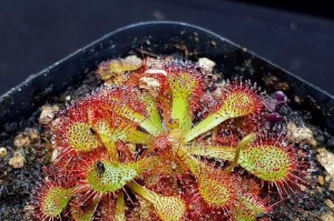 以茅膏菜怎么养殖？从选种到收割全面解析（以茅膏菜养殖方法、）
