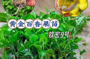 百香果，生长条件和特点一网打尽！（了解百香果的种植环境，让您轻松成为种植专家）