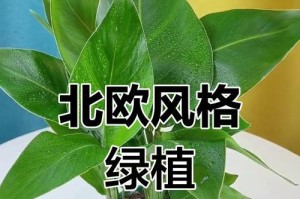 天堂鸟与啤酒（探究天堂鸟与啤酒的神秘关系）