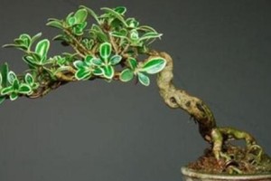 如何正确地剪枝满天星——快速成为植物修剪高手！（满足你的修剪需求，让满天星开出完美花朵）