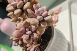 水仙花是多年生还是一年生？揭秘水仙花的生命周期（水仙花的生命力有多强？水仙花的生长过程详解）