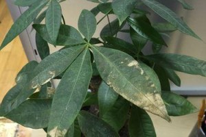 发财树叶面长黄斑，植物营养不良如何解决（发财树叶面长黄斑，原因分析与修复方法）