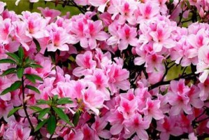 杜鹃花的品种与特点（探索杜鹃花的丰富多彩）