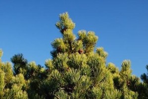 日香桂的剪枝时间与技巧（了解日香桂的生长特点，掌握正确的剪枝方法）