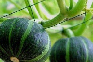 贝贝南瓜种植技巧（适宜种植时间、养护方法及注意事项）