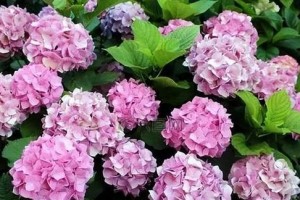 如何让绣球花度夏安全？（绣球花养护小贴士，让您的花园更加美丽）
