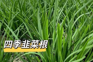 韭菜的植物类型及生长特点剖析（认识韭菜，从生长类型开始）