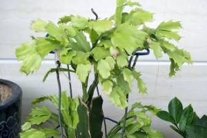 如何让满天星分盆容易成活？（满天星分盆的最佳时间和技巧）