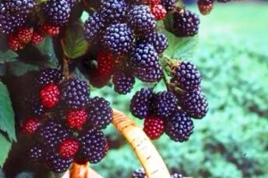 桑葚成熟季节详解（桑葚成熟时间、收获方法、保鲜技巧）