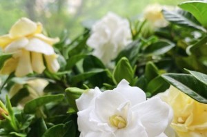 挽留芬芳（如何让已凋谢的栀子花再次绽放）