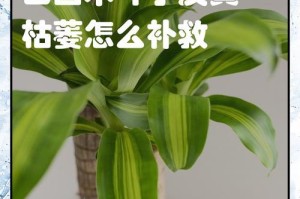 以巴西木叶子冻黑了怎么办？（保护巴西木叶子不受冻害的方法与注意事项）