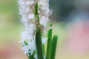 了解风信子花的美丽寓意和象征意义（了解风信子花的美丽寓意和象征意义）