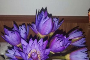 如何正确修剪睡莲（睡莲修剪技巧详解）