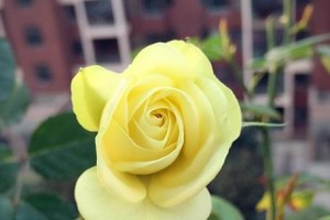 奶油龙沙月季的分类和栽培技巧（一种藤本植物还是灌木？如何在家中成功栽培？）