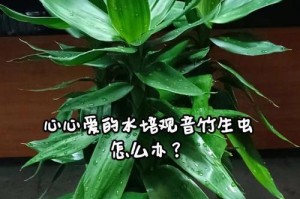 解决观音竹水培水发绿的方法（水培观音竹的养殖技巧及常见问题解答）