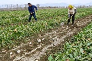 甜菜种植条件地理适宜区域——如何栽培甜菜？