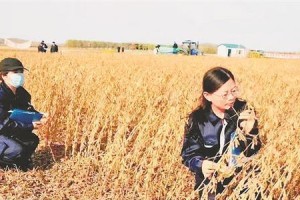 金豆生长环境与地方条件（探究金豆生长的喜好和适宜种植环境）