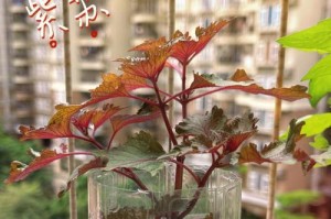 阳台种植紫苏的时间和方法（打造小小紫苏园，享受清香美味）